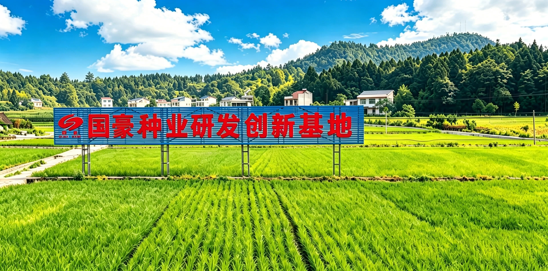 振兴种业  服务三农